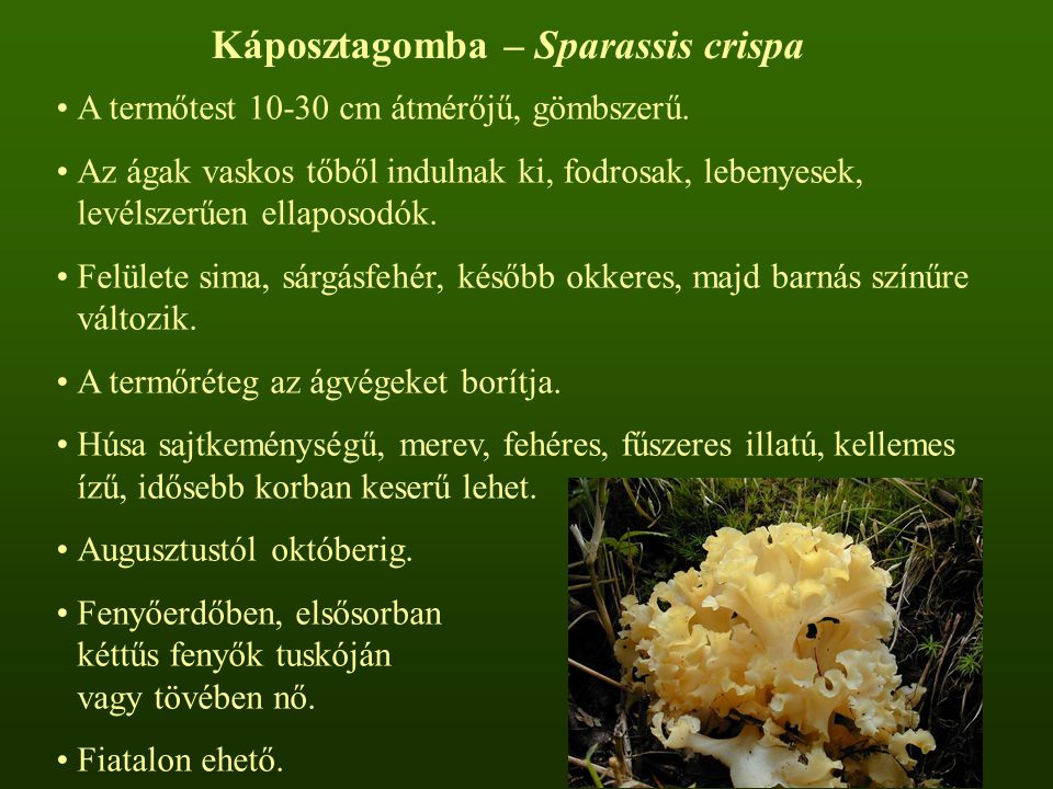 Káposztagomba – Sparassis crispa