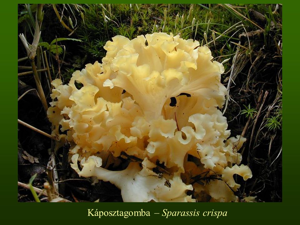 Káposztagomba – Sparassis crispa