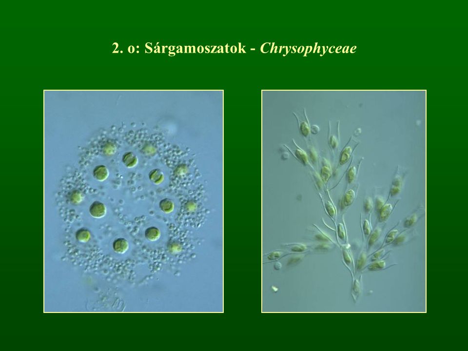 2. o: Sárgamoszatok - Chrysophyceae