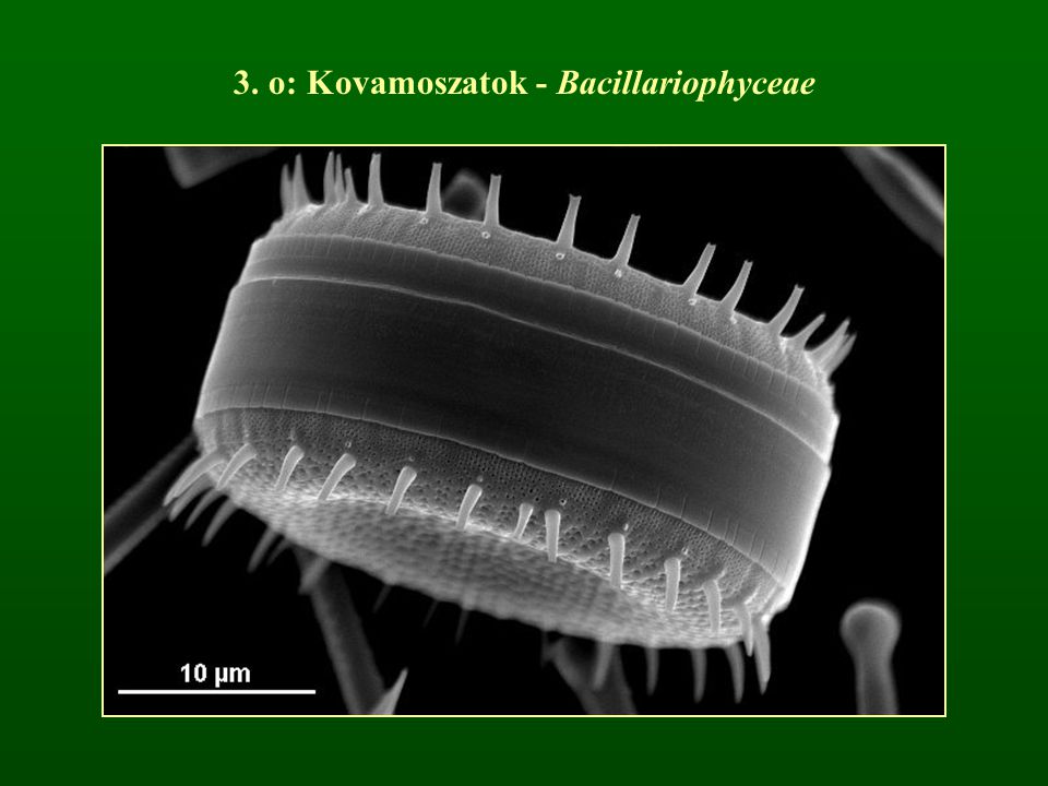 3. o: Kovamoszatok - Bacillariophyceae