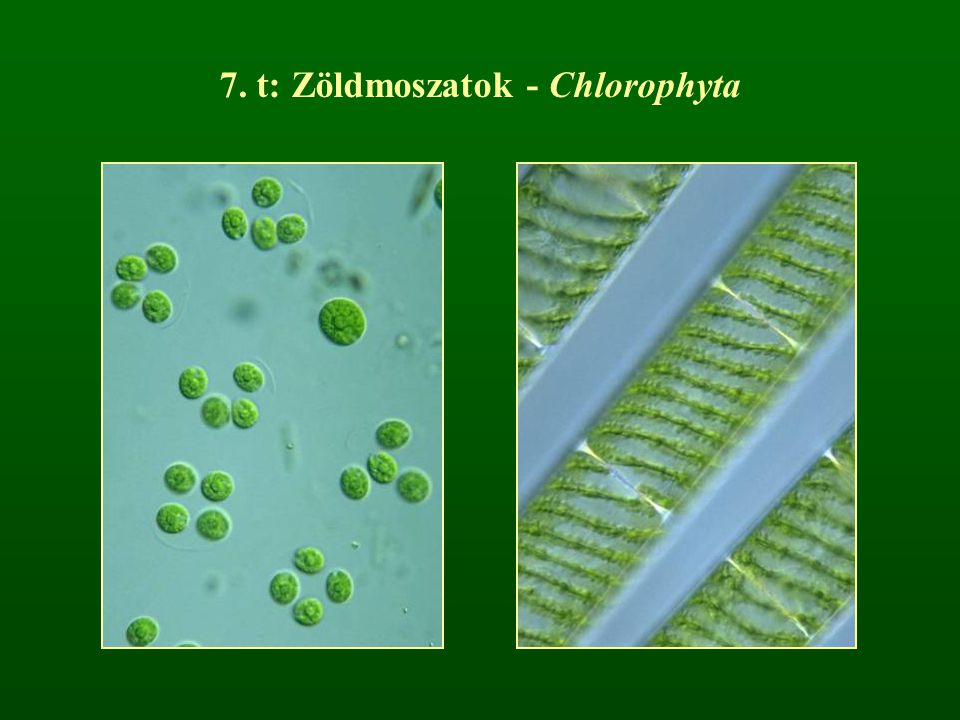 7. t: Zöldmoszatok - Chlorophyta