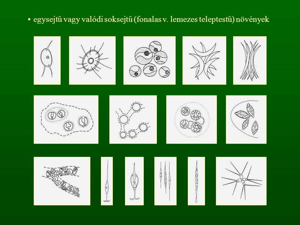 egysejtű vagy valódi soksejtű (fonalas v. lemezes teleptestű) növények
