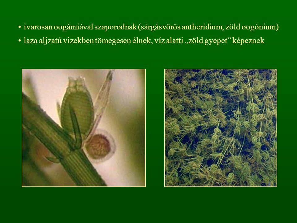 ivarosan oogámiával szaporodnak (sárgásvörös antheridium, zöld oogónium)