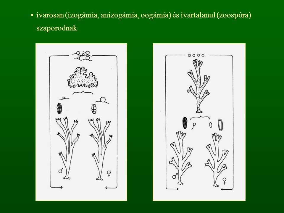 ivarosan (izogámia, anizogámia, oogámia) és ivartalanul (zoospóra) szaporodnak
