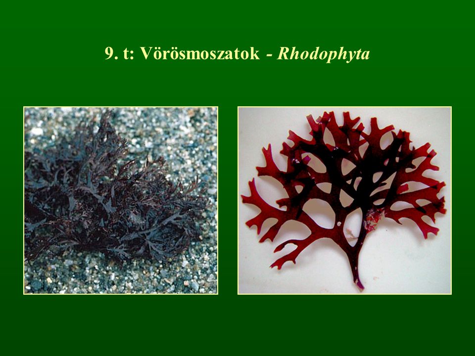 9. t: Vörösmoszatok - Rhodophyta