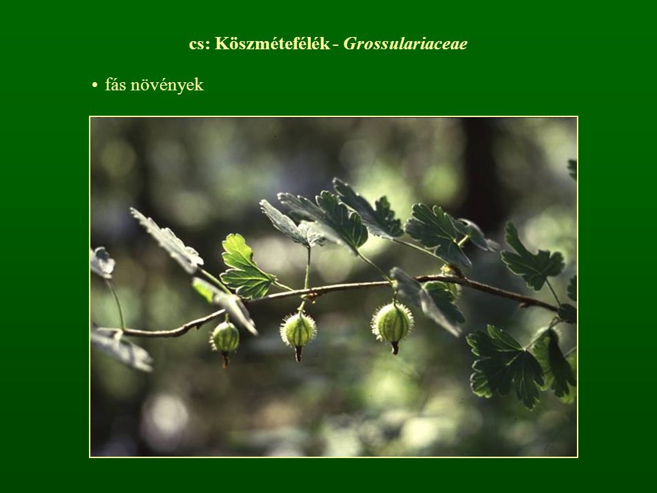 cs: Köszmétefélék - Grossulariaceae