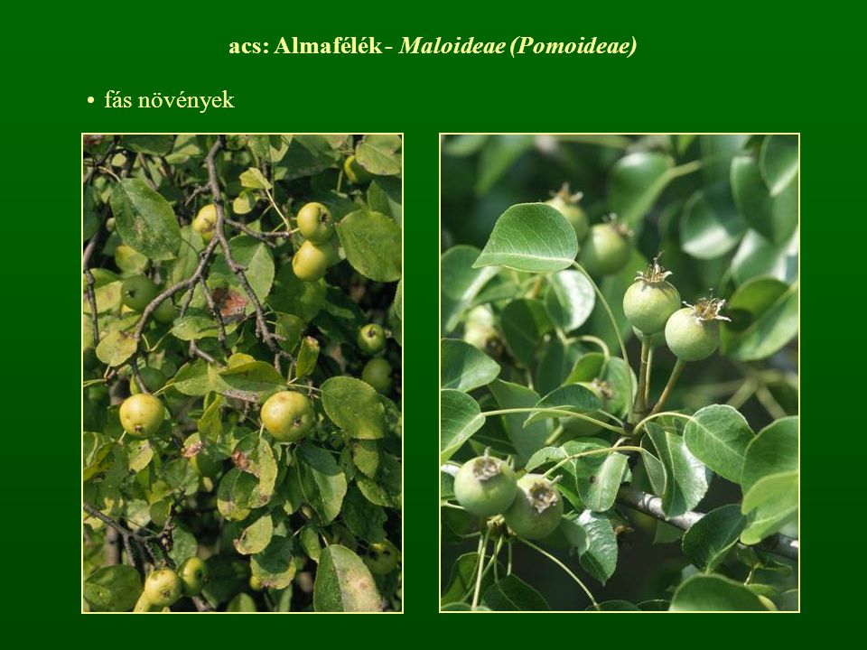 acs: Almafélék - Maloideae (Pomoideae)