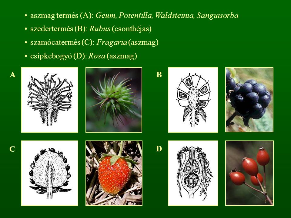aszmag termés (A): Geum, Potentilla, Waldsteinia, Sanguisorba