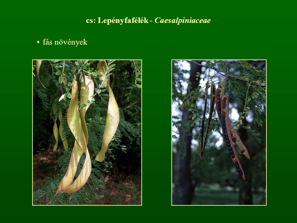 cs: Lepényfafélék - Caesalpiniaceae