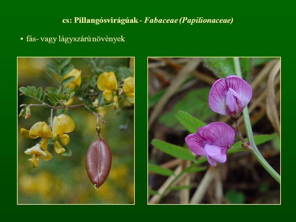 cs: Pillangósvirágúak - Fabaceae (Papilionaceae)