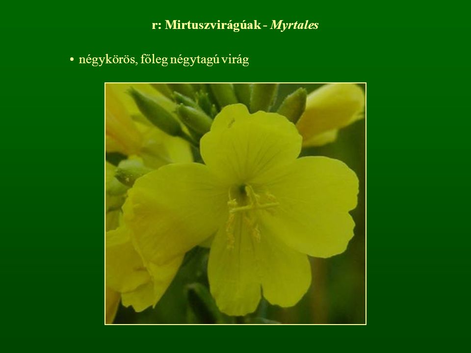 r: Mirtuszvirágúak - Myrtales