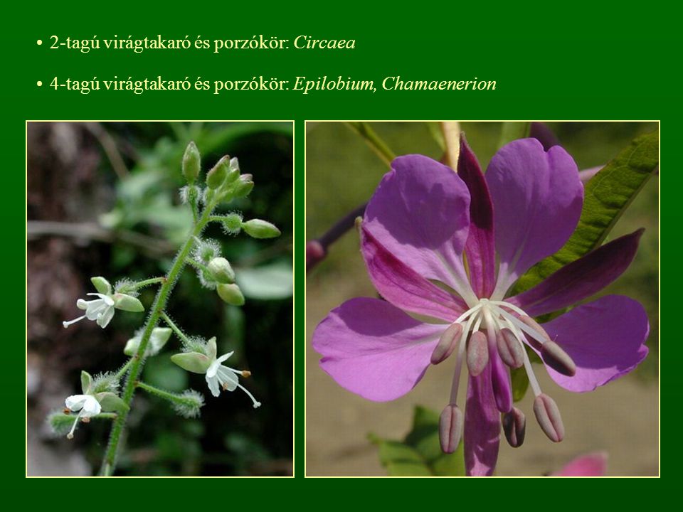 2-tagú virágtakaró és porzókör: Circaea