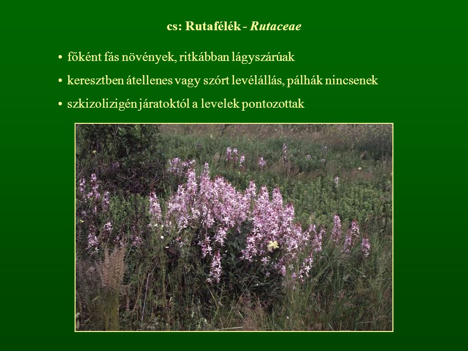 cs: Rutafélék - Rutaceae