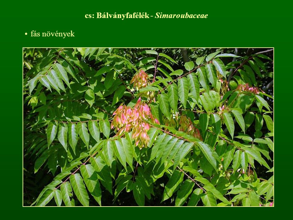 cs: Bálványfafélék - Simaroubaceae