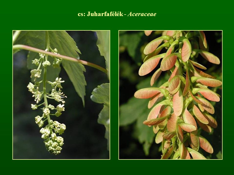 cs: Juharfafélék - Aceraceae