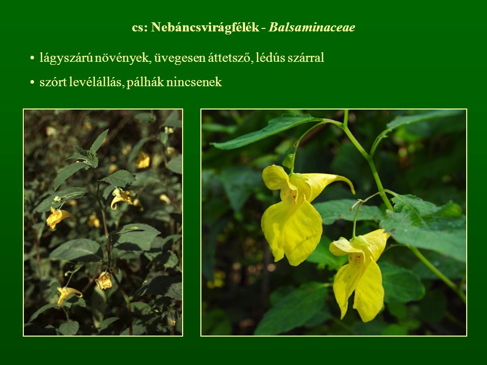 cs: Nebáncsvirágfélék - Balsaminaceae