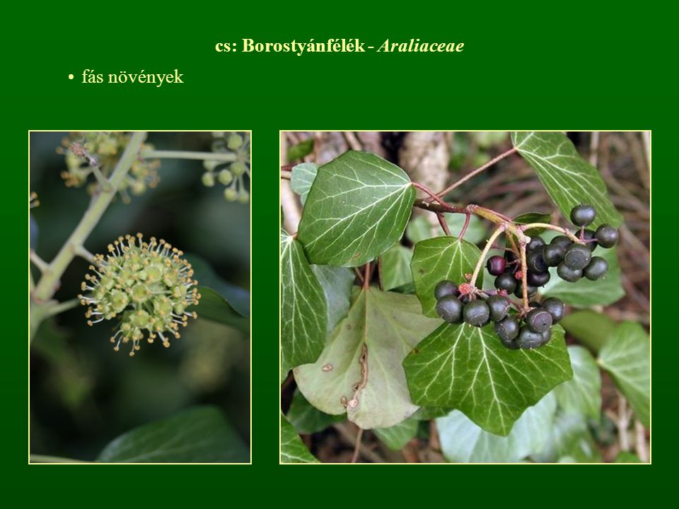cs: Borostyánfélék - Araliaceae