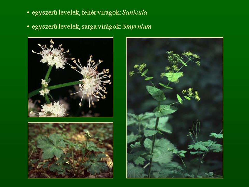 egyszerű levelek, fehér virágok: Sanicula
