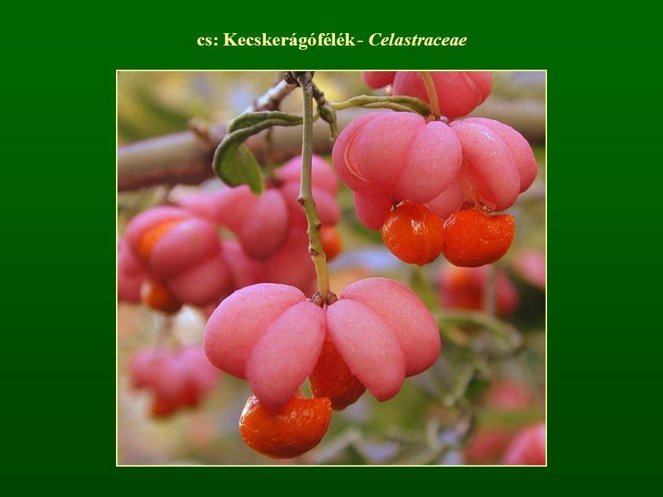 cs: Kecskerágófélék - Celastraceae
