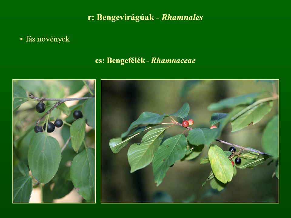 cs: Bengefélék - Rhamnaceae