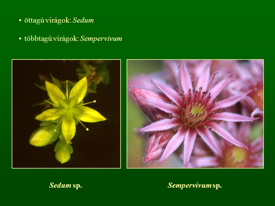 öttagú virágok: Sedum többtagú virágok: Sempervivum Sedum sp. Sempervivum sp.