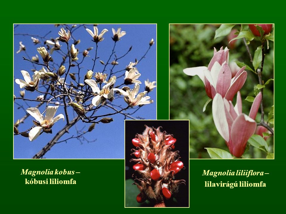 Magnolia kobus – kóbusi liliomfa