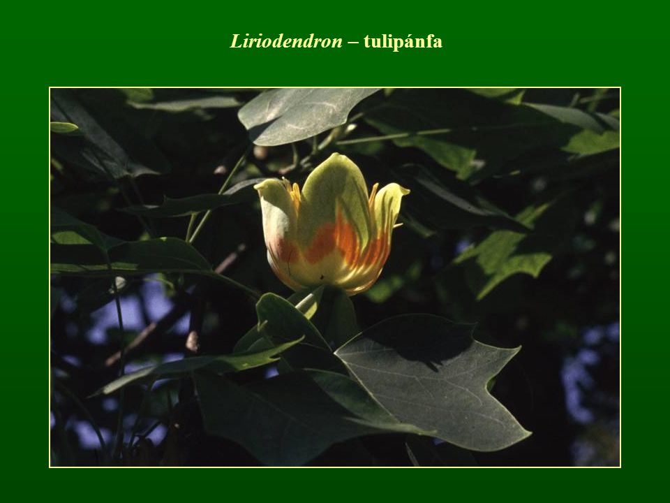 Liriodendron – tulipánfa