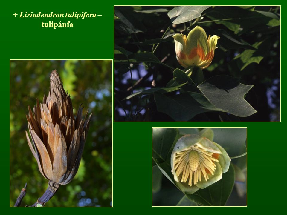 + Liriodendron tulipifera – tulipánfa