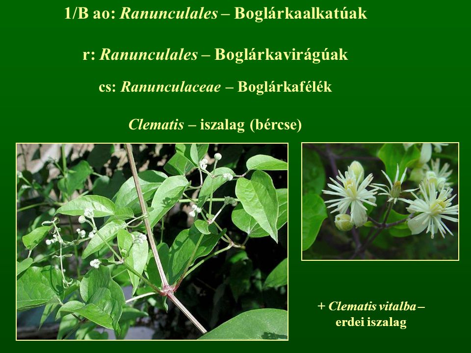 1/B ao: Ranunculales – Boglárkaalkatúak