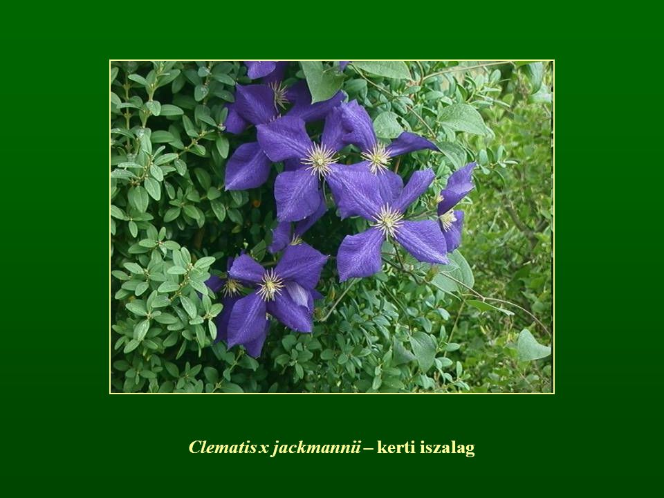 Clematis x jackmannii – kerti iszalag
