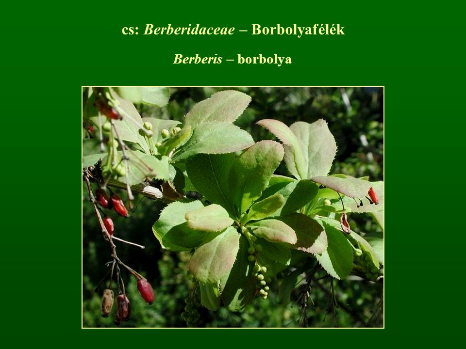 cs: Berberidaceae – Borbolyafélék
