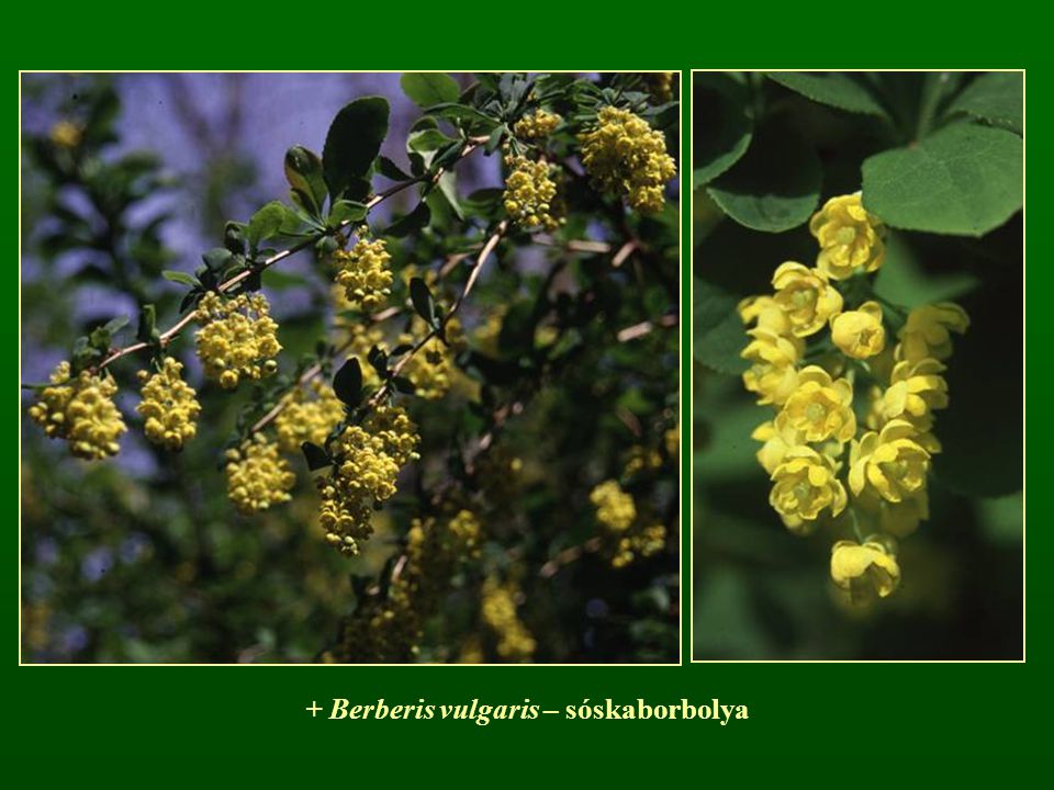 + Berberis vulgaris – sóskaborbolya