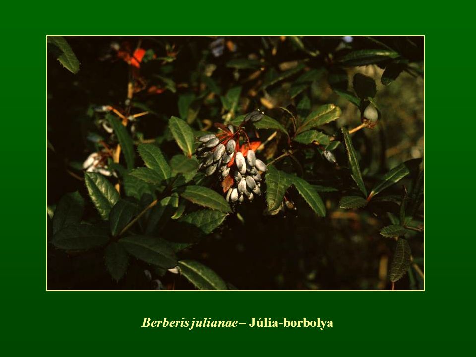 Berberis julianae – Júlia-borbolya