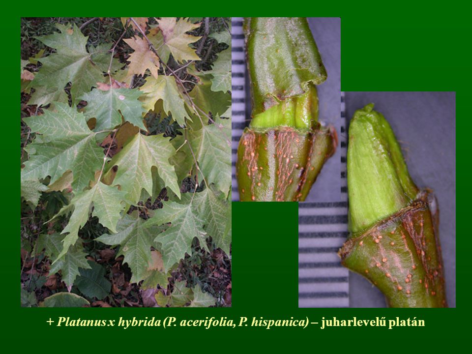 + Platanus x hybrida (P. acerifolia, P. hispanica) – juharlevelű platán