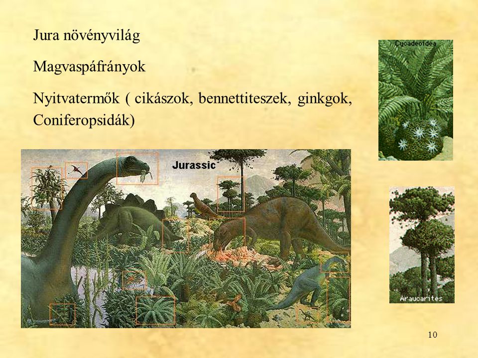 Jura növényvilág Magvaspáfrányok Nyitvatermők ( cikászok, bennettiteszek, ginkgok, Coniferopsidák)