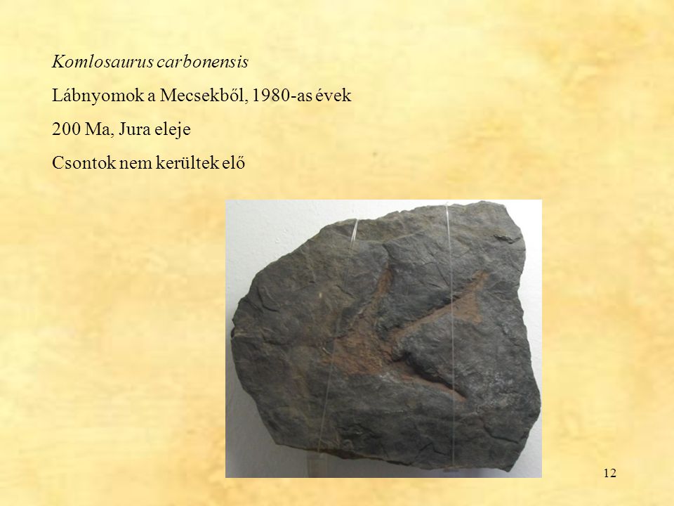 Komlosaurus carbonensis