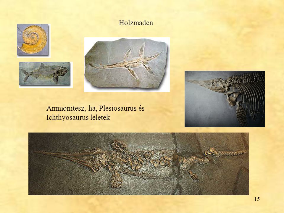 Holzmaden Ammonitesz, ha, Plesiosaurus és Ichthyosaurus leletek