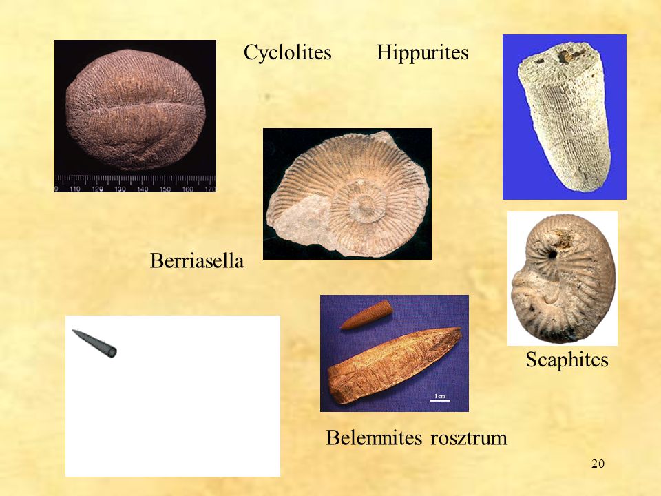 Cyclolites Hippurites