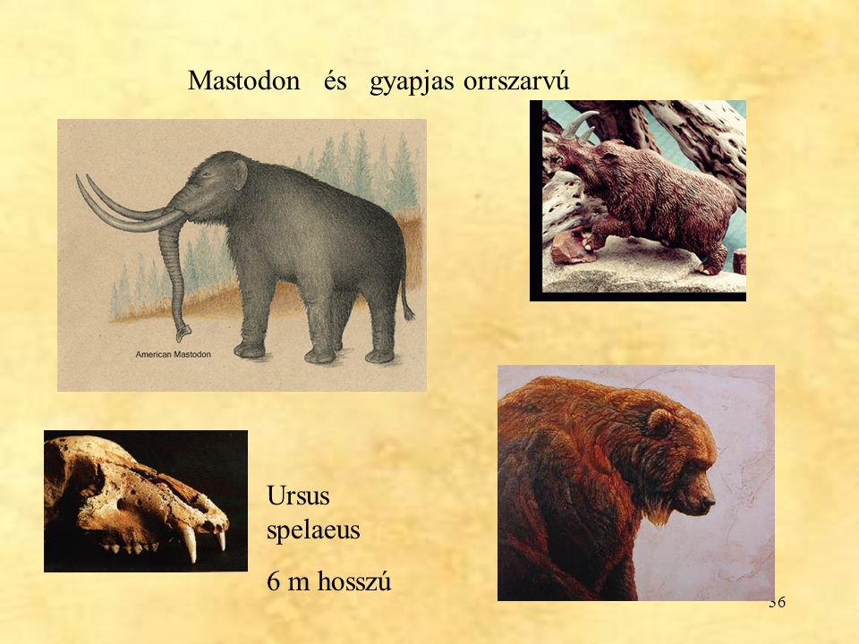 Mastodon és gyapjas orrszarvú