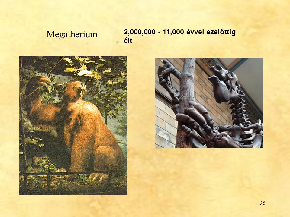 Megatherium 2,000, ,000 évvel ezelőttig élt