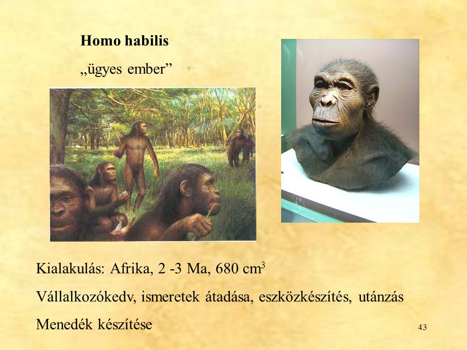 Homo habilis „ügyes ember Kialakulás: Afrika, 2 -3 Ma, 680 cm3. Vállalkozókedv, ismeretek átadása, eszközkészítés, utánzás.