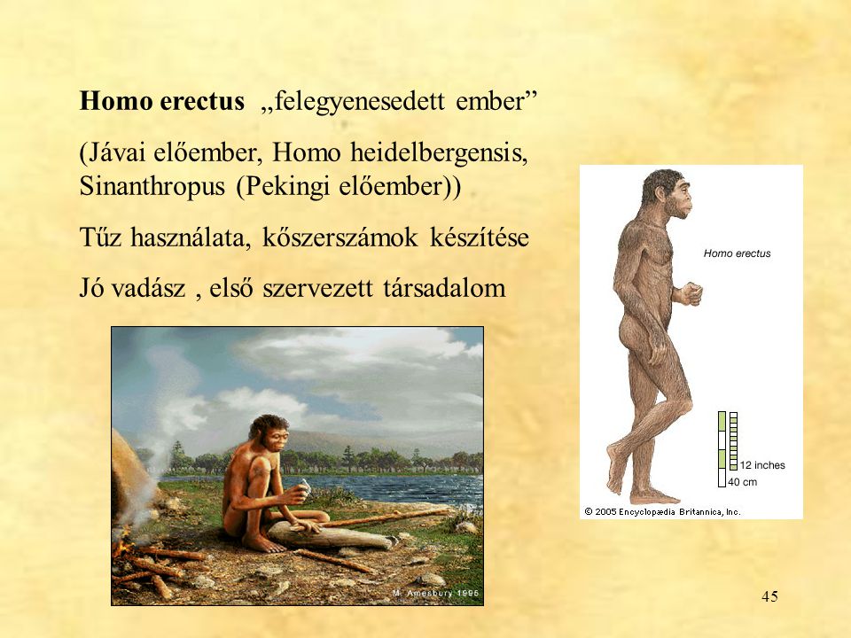 Homo erectus „felegyenesedett ember