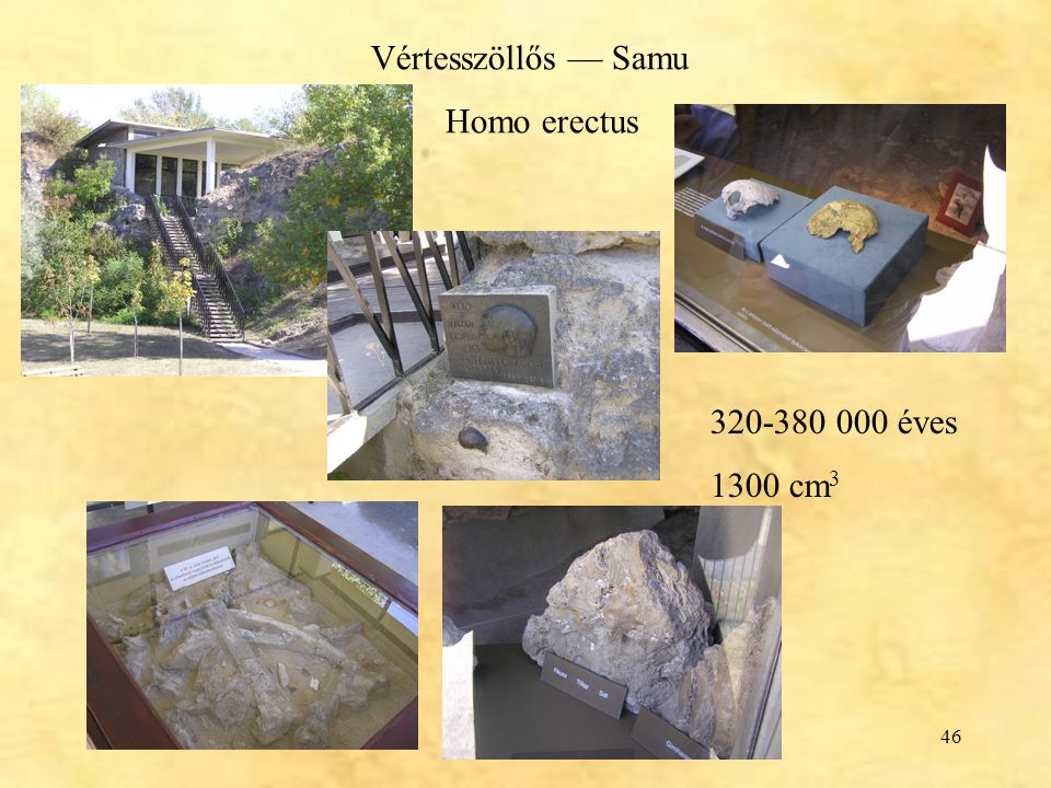 Vértesszöllős — Samu Homo erectus éves 1300 cm3