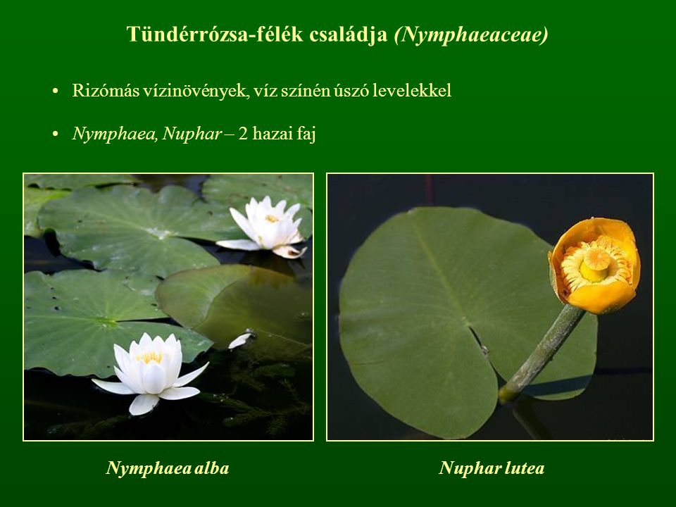 Tündérrózsa-félék családja (Nymphaeaceae)