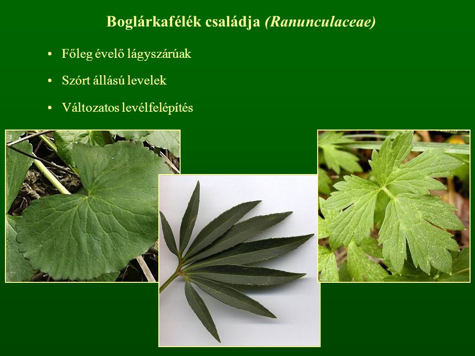 Boglárkafélék családja (Ranunculaceae)