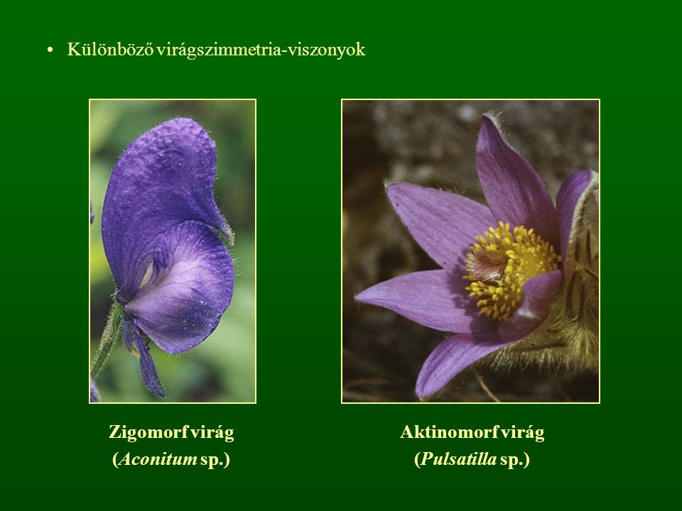 Különböző virágszimmetria-viszonyok