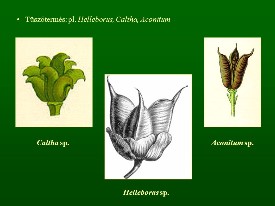 Tüszőtermés: pl. Helleborus, Caltha, Aconitum
