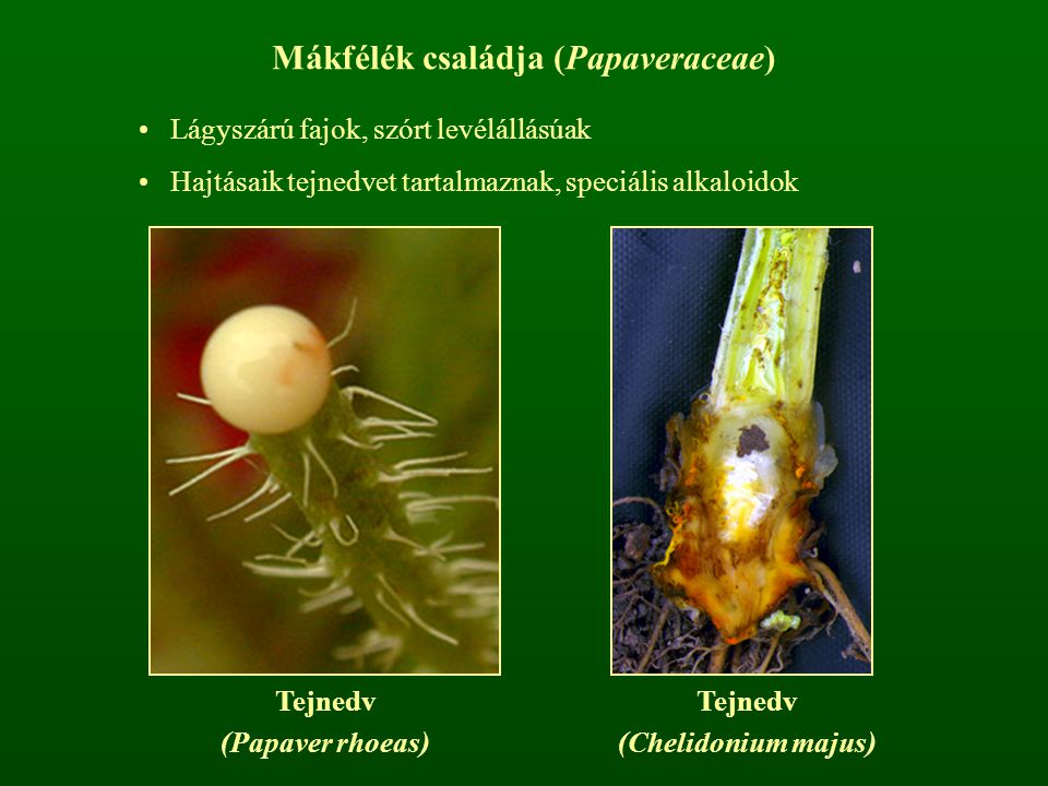 Mákfélék családja (Papaveraceae)