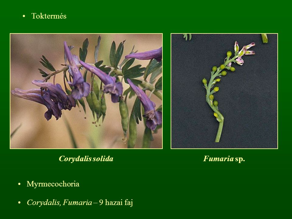 Toktermés Corydalis solida Fumaria sp. Myrmecochoria Corydalis, Fumaria – 9 hazai faj