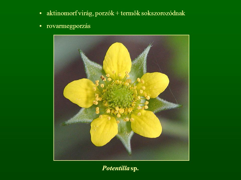 aktinomorf virág, porzók + termők sokszorozódnak